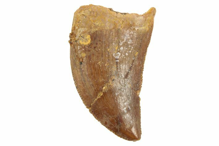 Serrated, Juvenile Carcharodontosaurus Tooth #249431